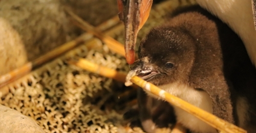 ペンギンの赤ちゃんが生まれました